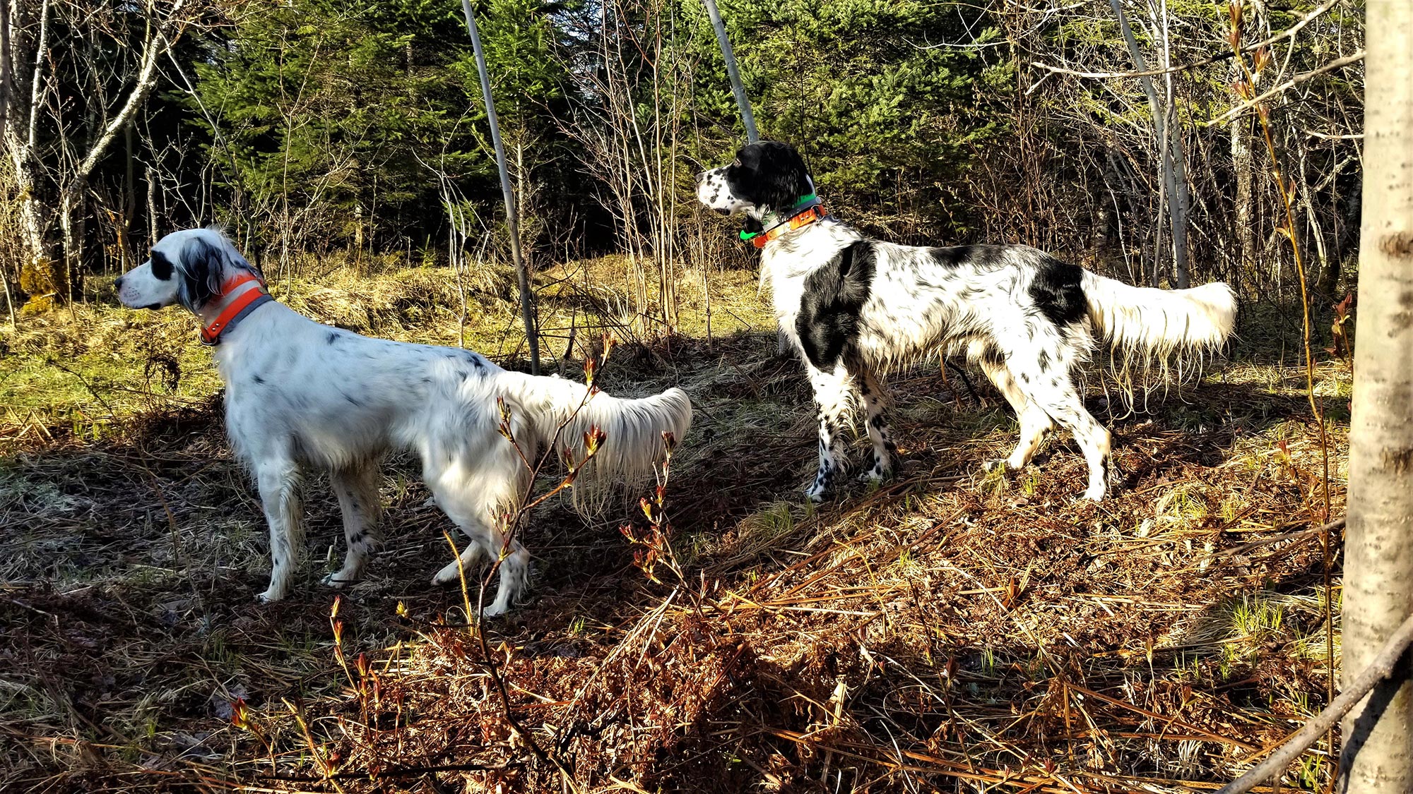 english-setters-scenting-grouse-in-wooded-forest