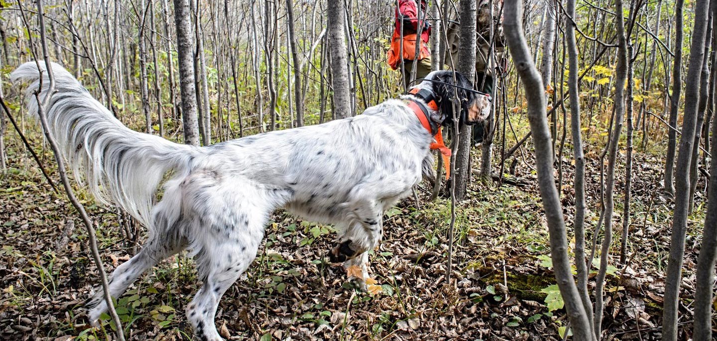 conner-grouse-hunting-in-site-of-hunters