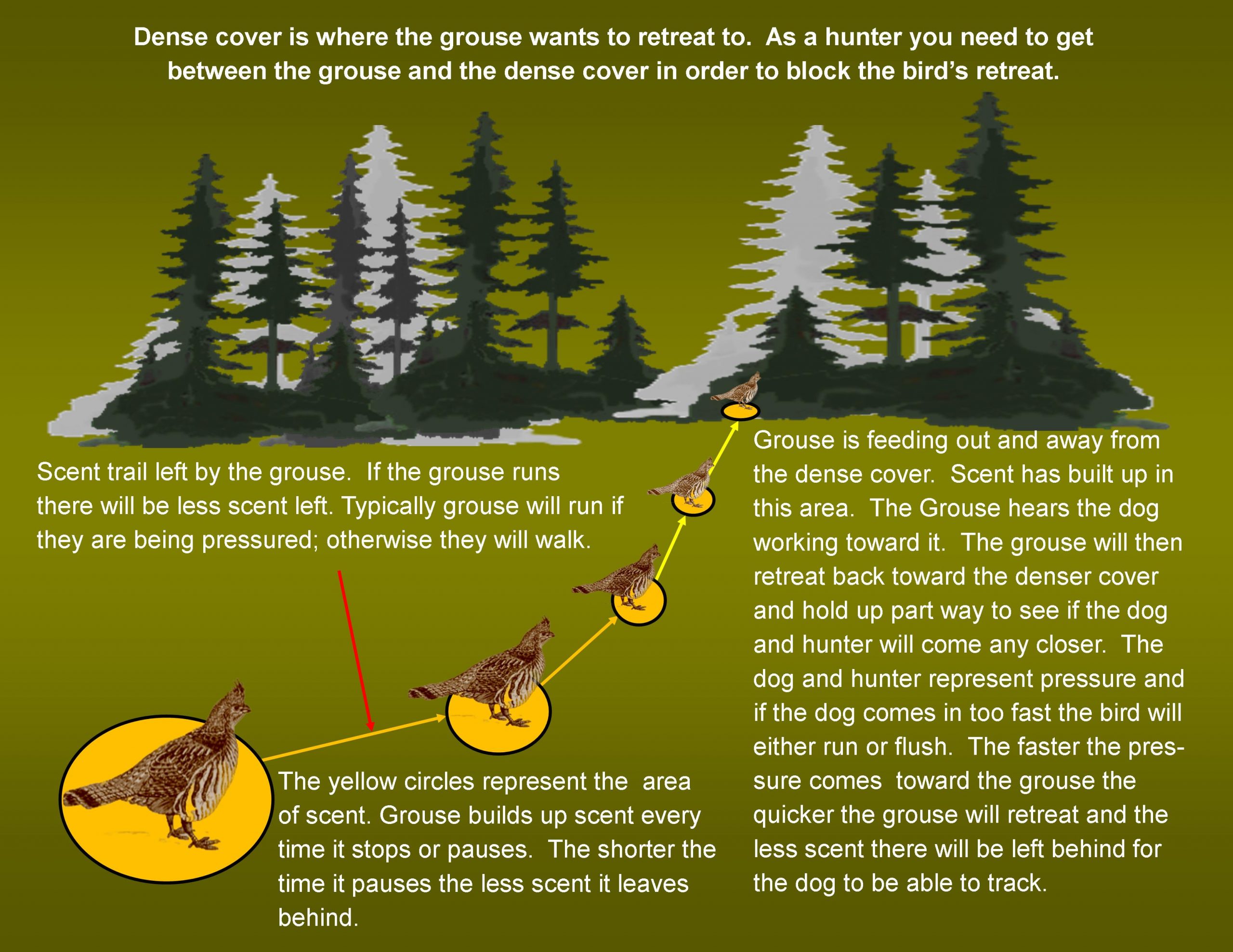 grouse-scent-illustrated