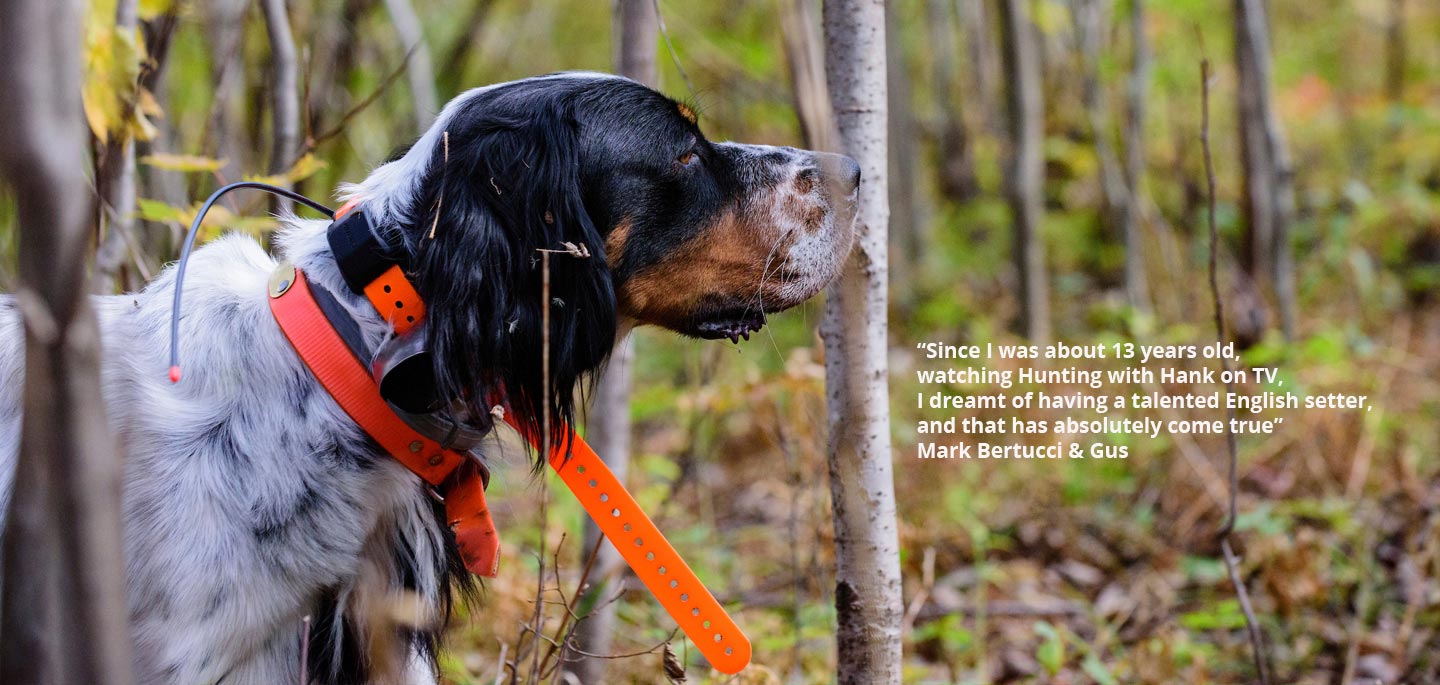 english-setter-on-grouse-scent-in-woods-with-quote-on-it