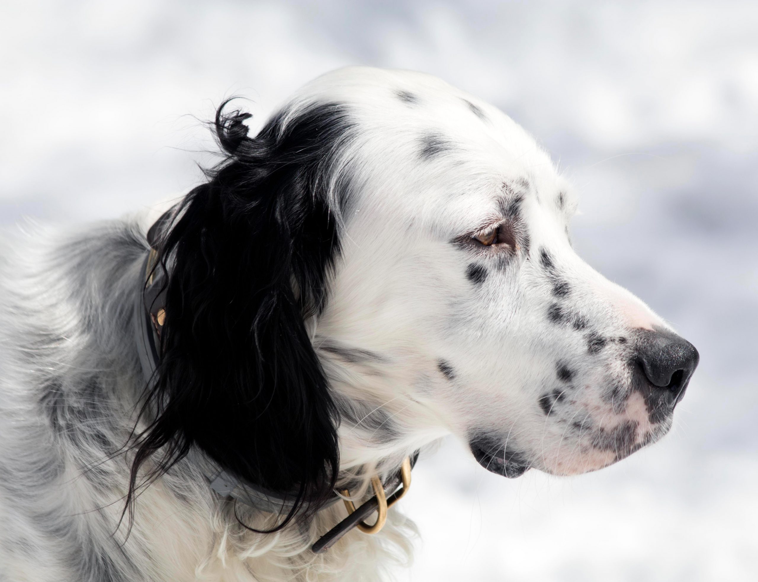 english-setter-who-is-upland-bird-hunting