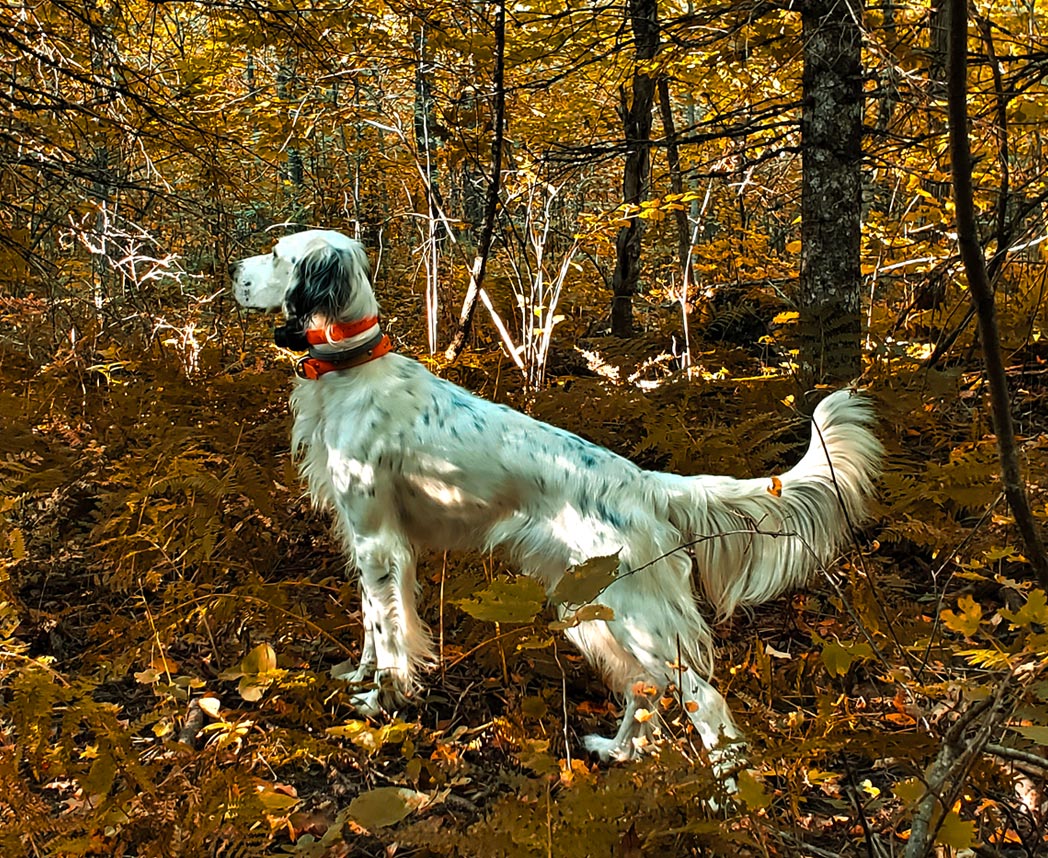 lilly-grouse-hunting-in-woods