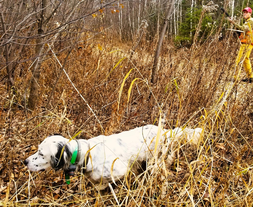 tucker-on-point-grouse-hunting-canada