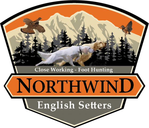 ProTrained Grouse Hunting Dogs for sale Northwind English Setters, WI